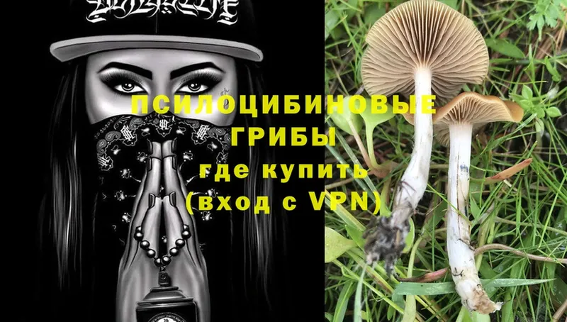 как найти закладки  маркетплейс как зайти  Псилоцибиновые грибы Cubensis  Ельня 